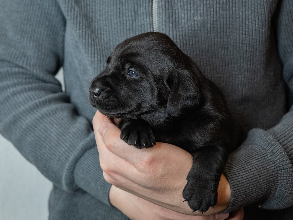 Flying Huntsman Labrador B-Wurf - Einfach mal was hübsches, liebes, knuddeligges