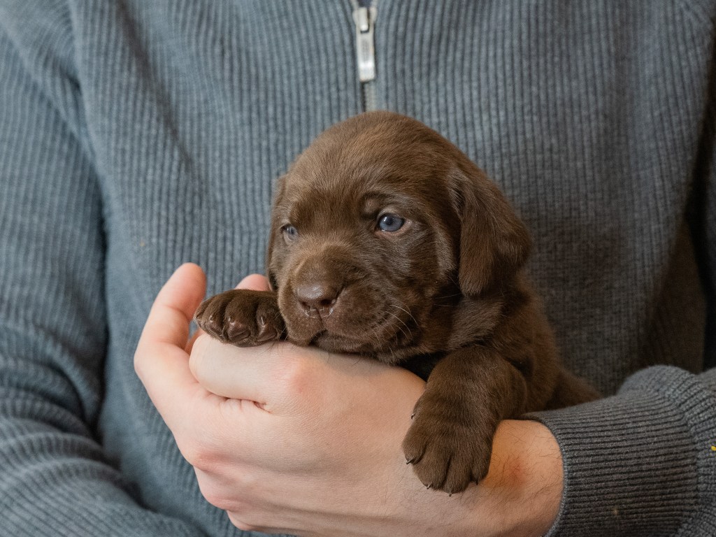 Flying Huntsman Labrador B-Wurf - Einfach mal was hübsches, liebes, knuddeligges