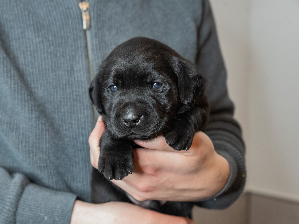 Flying Huntsman Labrador B-Wurf - Einfach mal was hübsches, liebes, knuddeligges