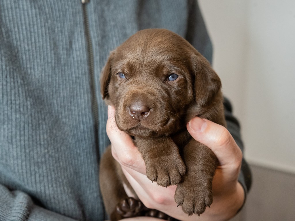 Flying Huntsman Labrador B-Wurf - Einfach mal was hübsches, liebes, knuddeligges