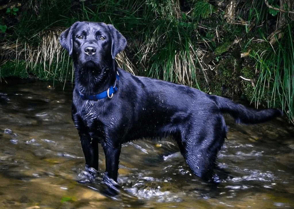 Hera of Three Castaneas