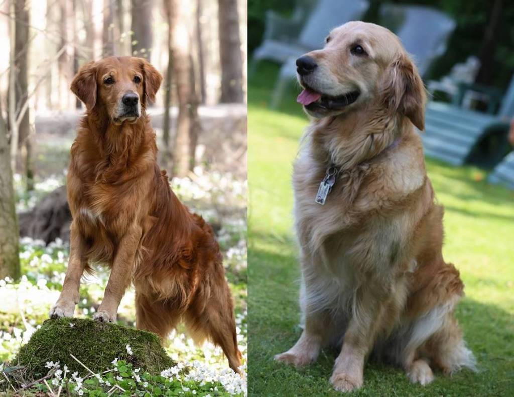 Bavarese Iphigeneia (r.) mit Phinegean Coda of Golden Summerby