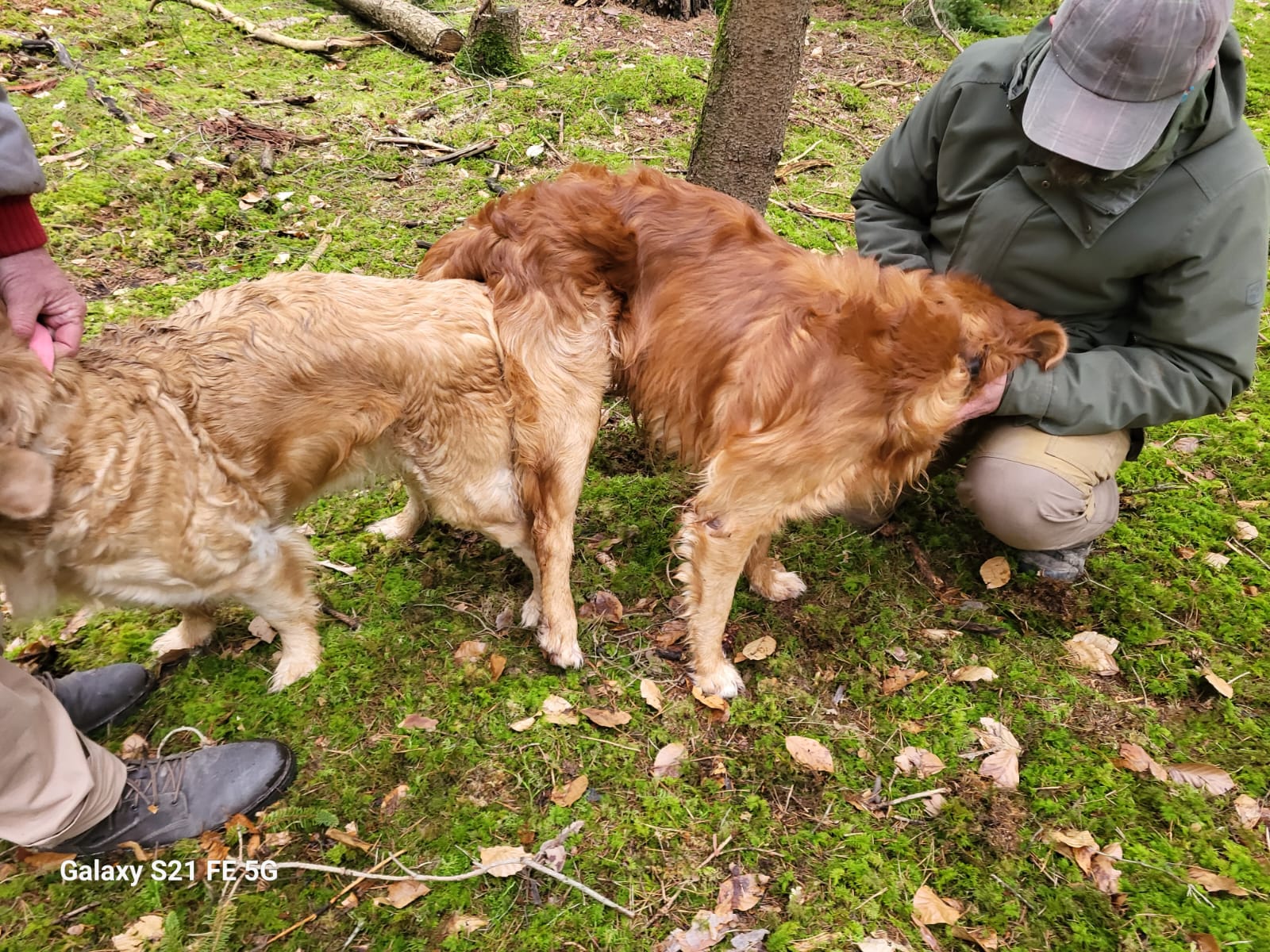 Bavarese Iphigeneia und Phinegean