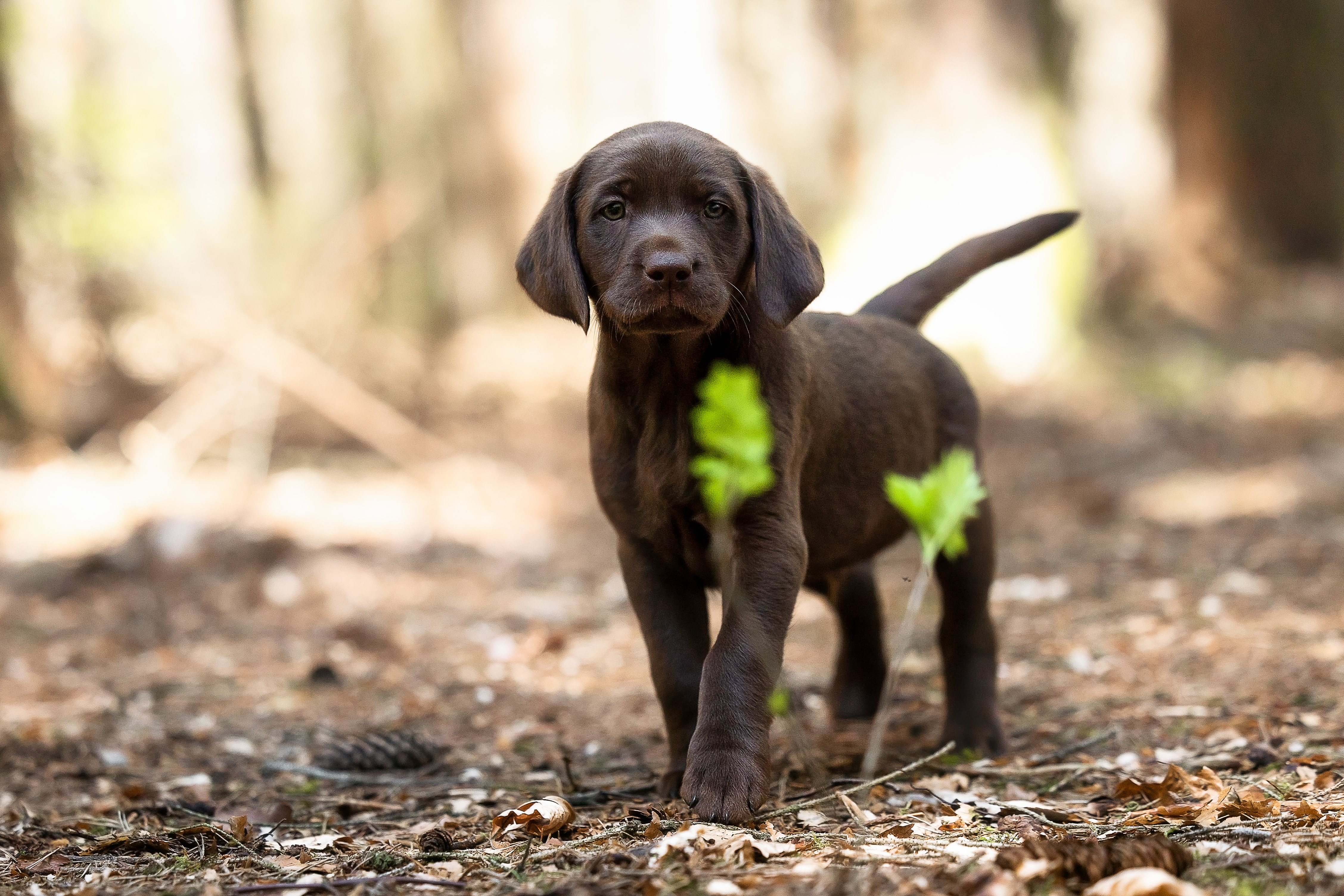 Flying Huntsman Labrador B-Wurf Bacca Chewy
