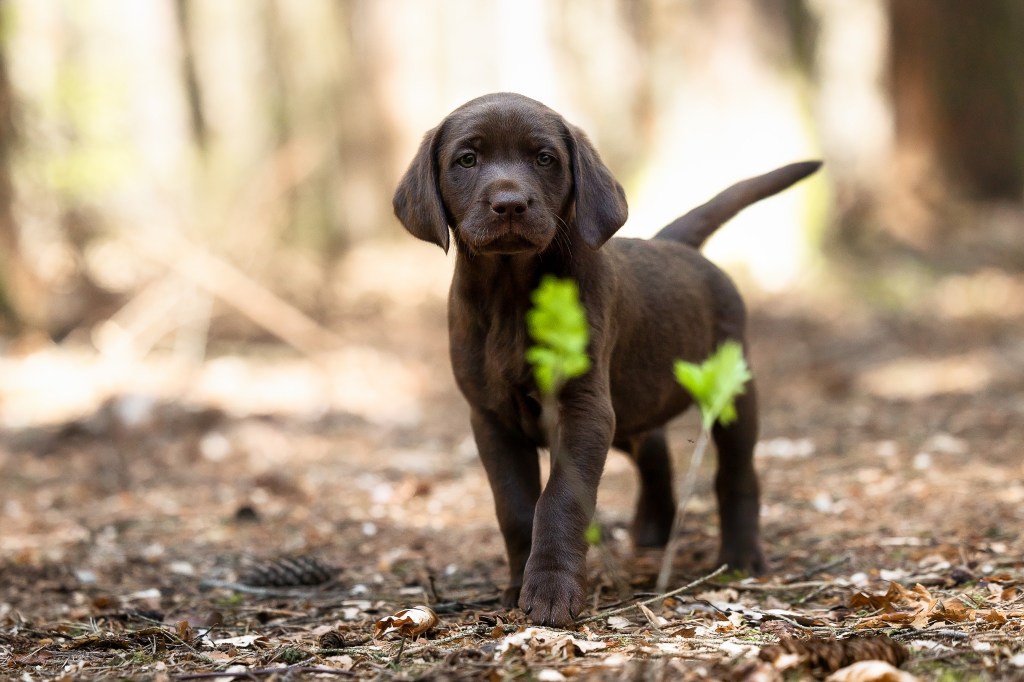 Flying Huntsman Labrador B-Wurf Bacca Chewy