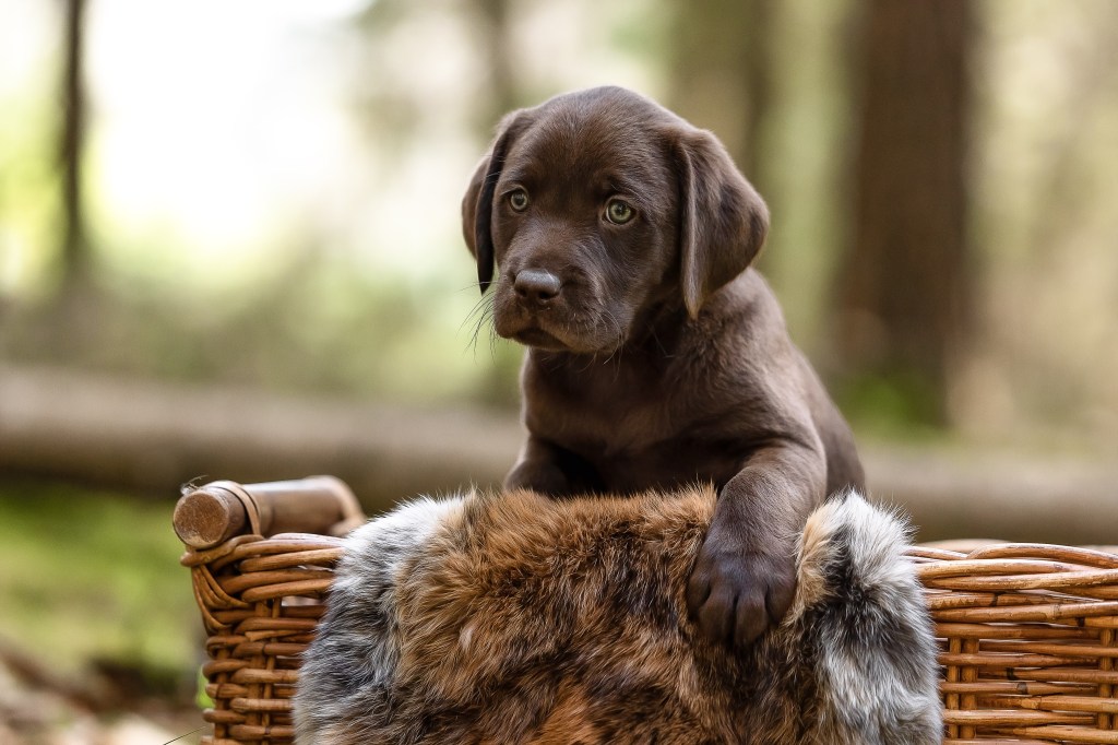 Flying Huntsman Labrador B-Wurf Bertl