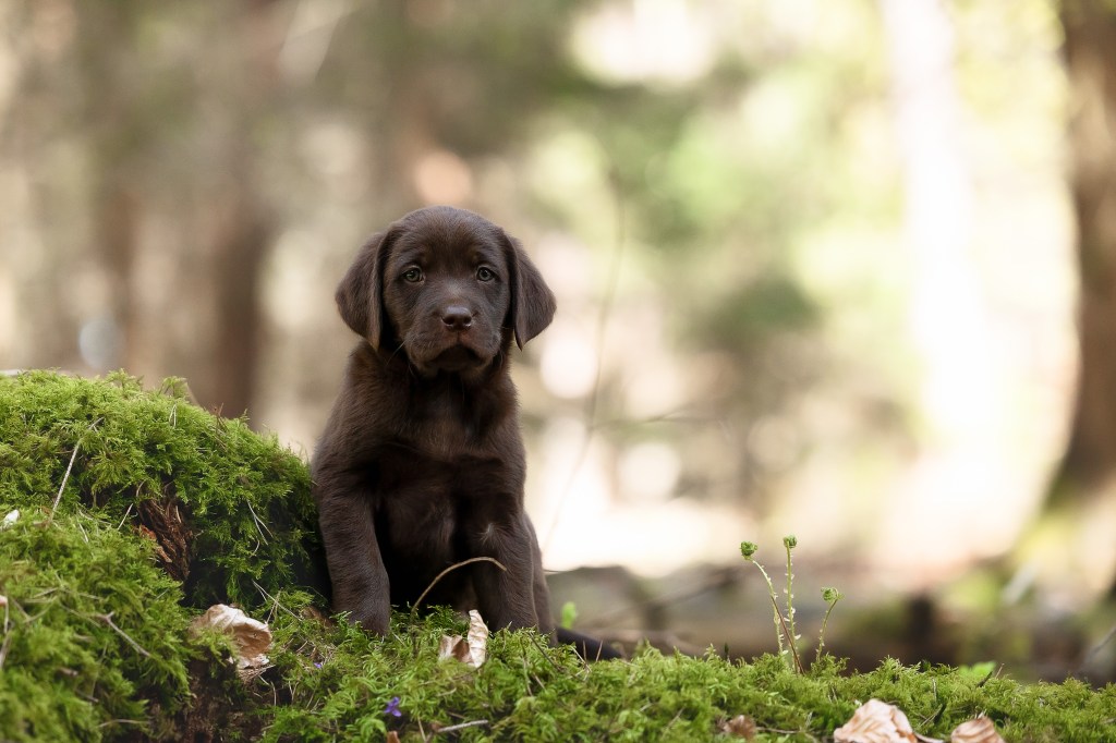 Flying Huntsman Labrador B-Wurf Bosse