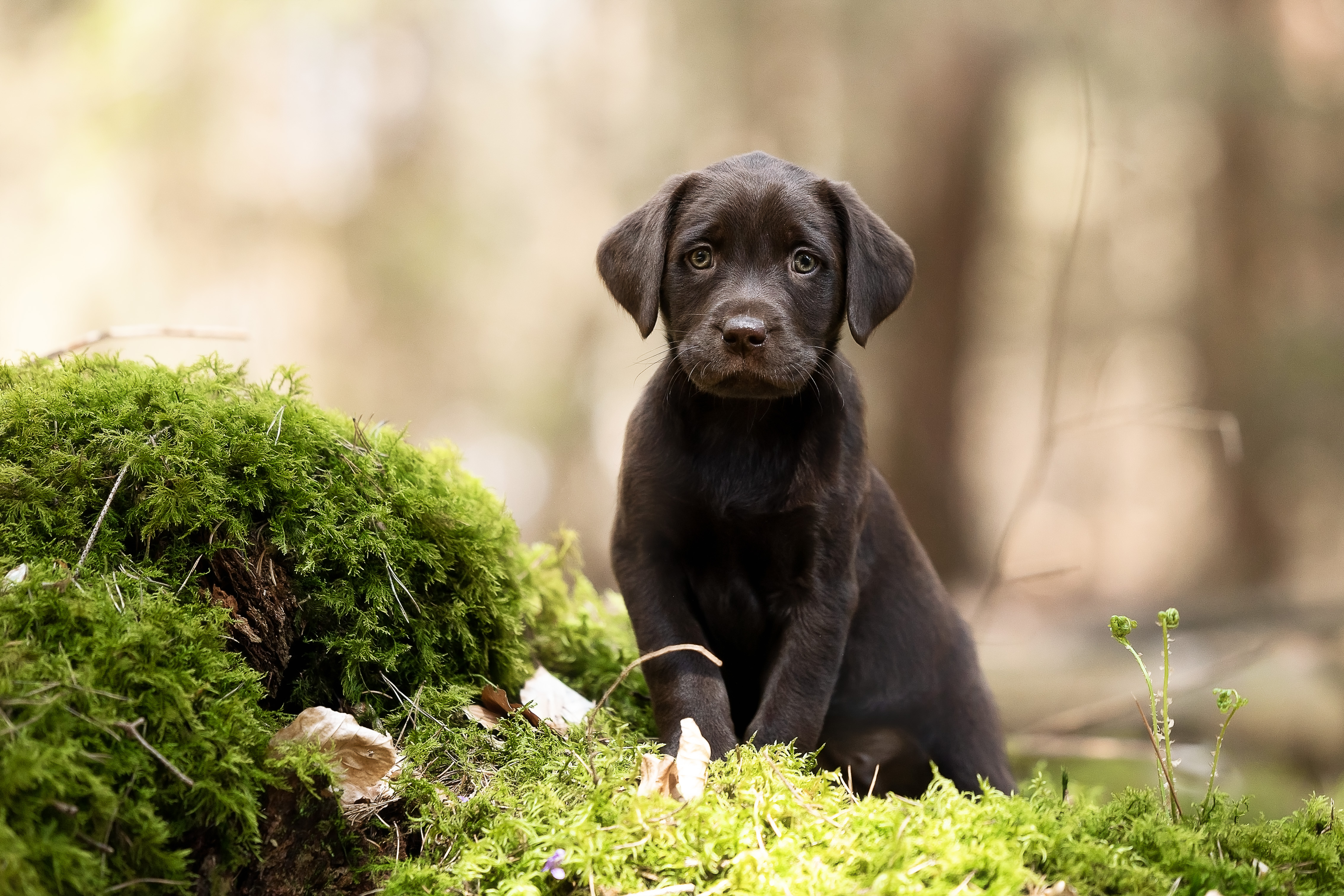 Flying Huntsman Labrador B-Wurf Brösel