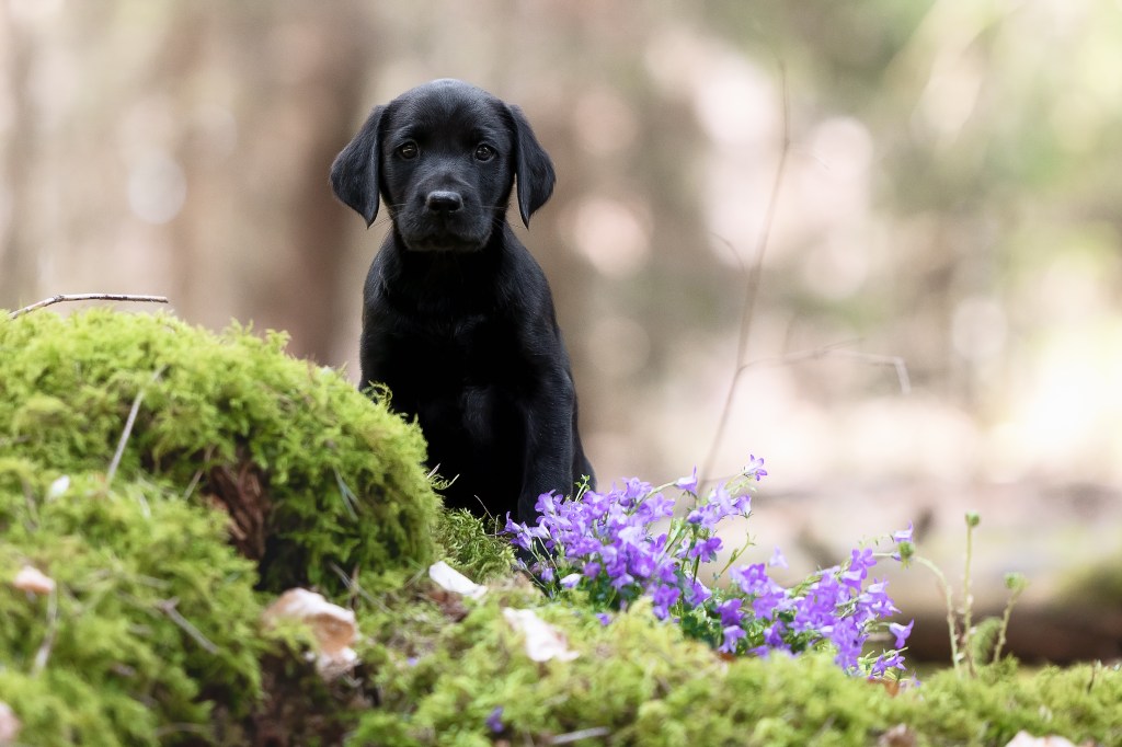 Flying Huntsman Labrador B-Wurf Brisko