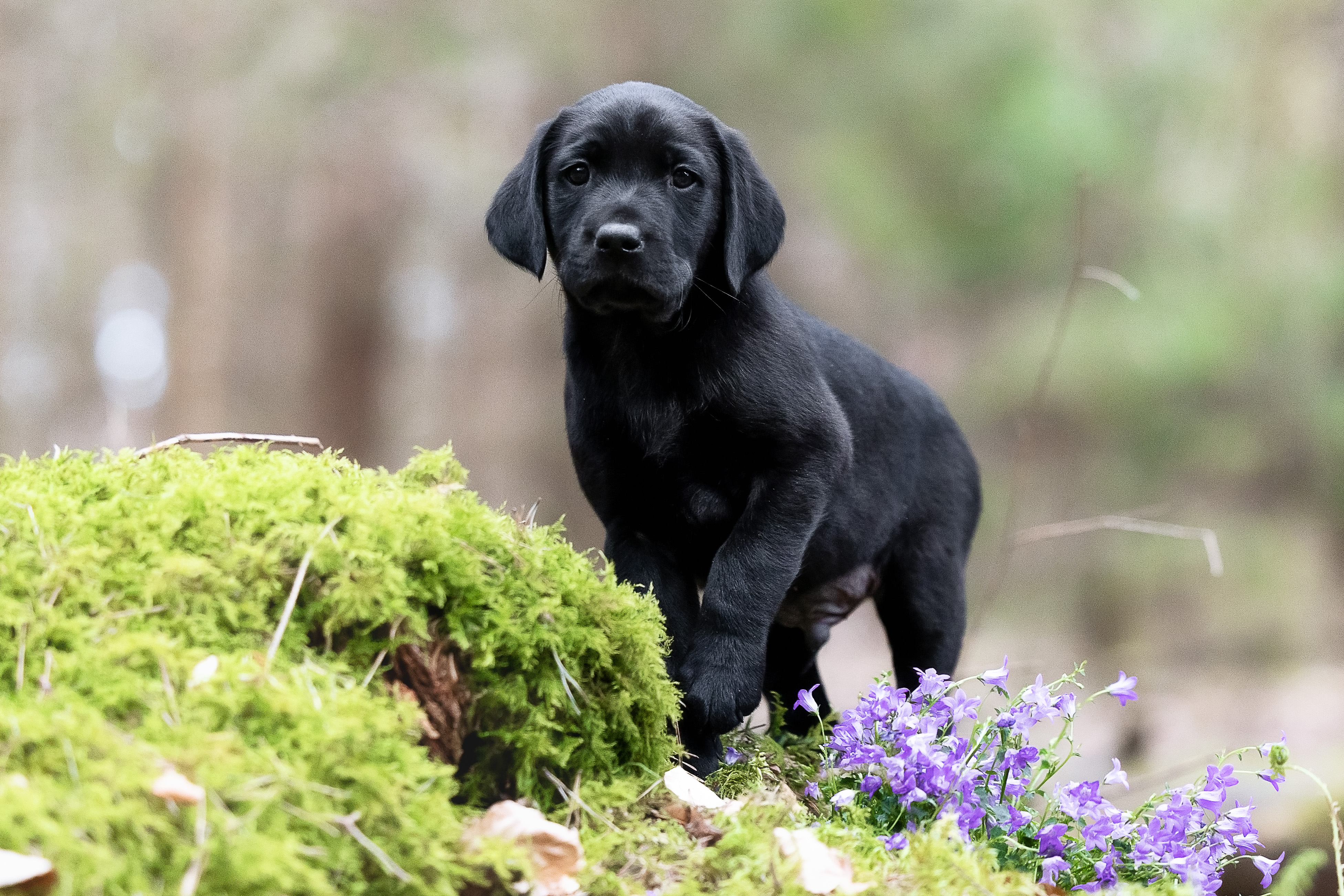 Flying Huntsman Labrador B-Wurf Be my Ike
