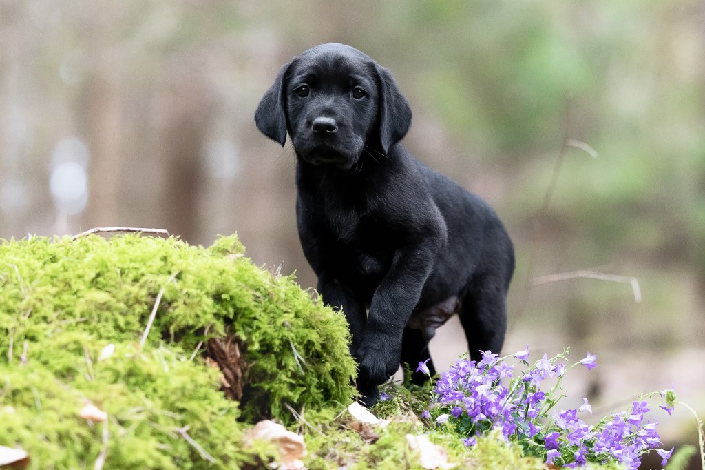 Flying Huntsman Labrador B-Wurf Be my Ike
