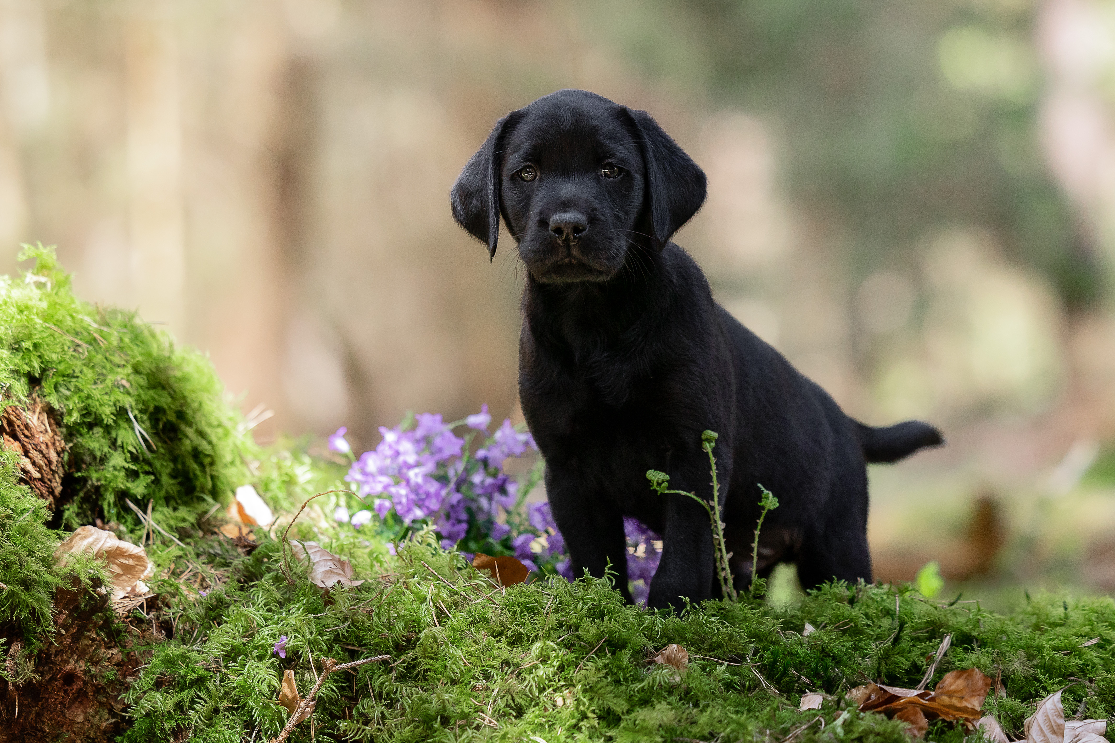 Flying Huntsman Labrador B-Wurf Baze