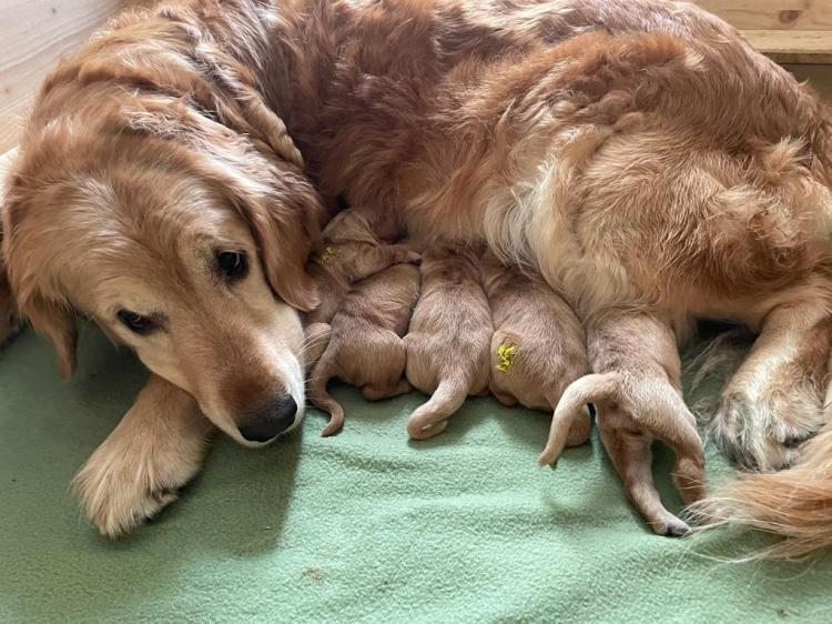 Phinegean zum vierten mal&nbsp;Vater