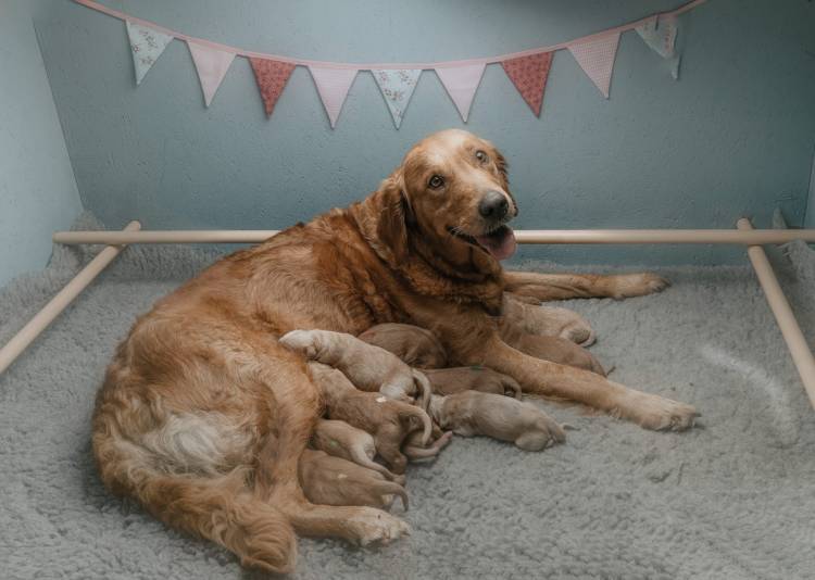 Bona Neve hat am 17.07.2023 im Kennel Mira et fida anima elf gesunden Phinegean Kindern das Leben geschenkt