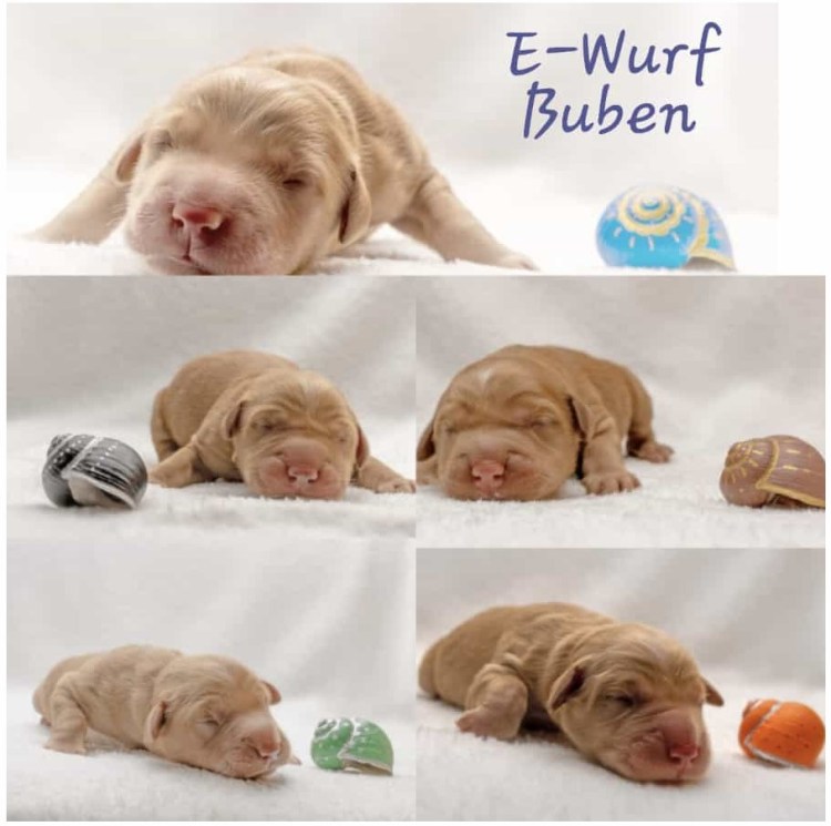 Fünf putz muntere und gesunde Phinegean Söhne