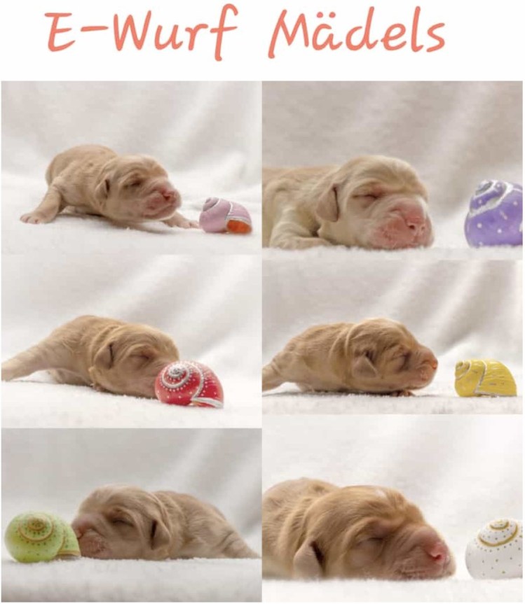 Sechs putz muntere und gesunde Phinegean Töchter