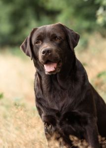 Pipa Labando im Kennel vom Ebrachtal