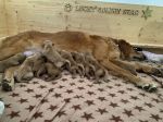 31. Juli 2022 Phinegean's dritter Wurf wird im Kennel "Lucky Golden Star" geboren