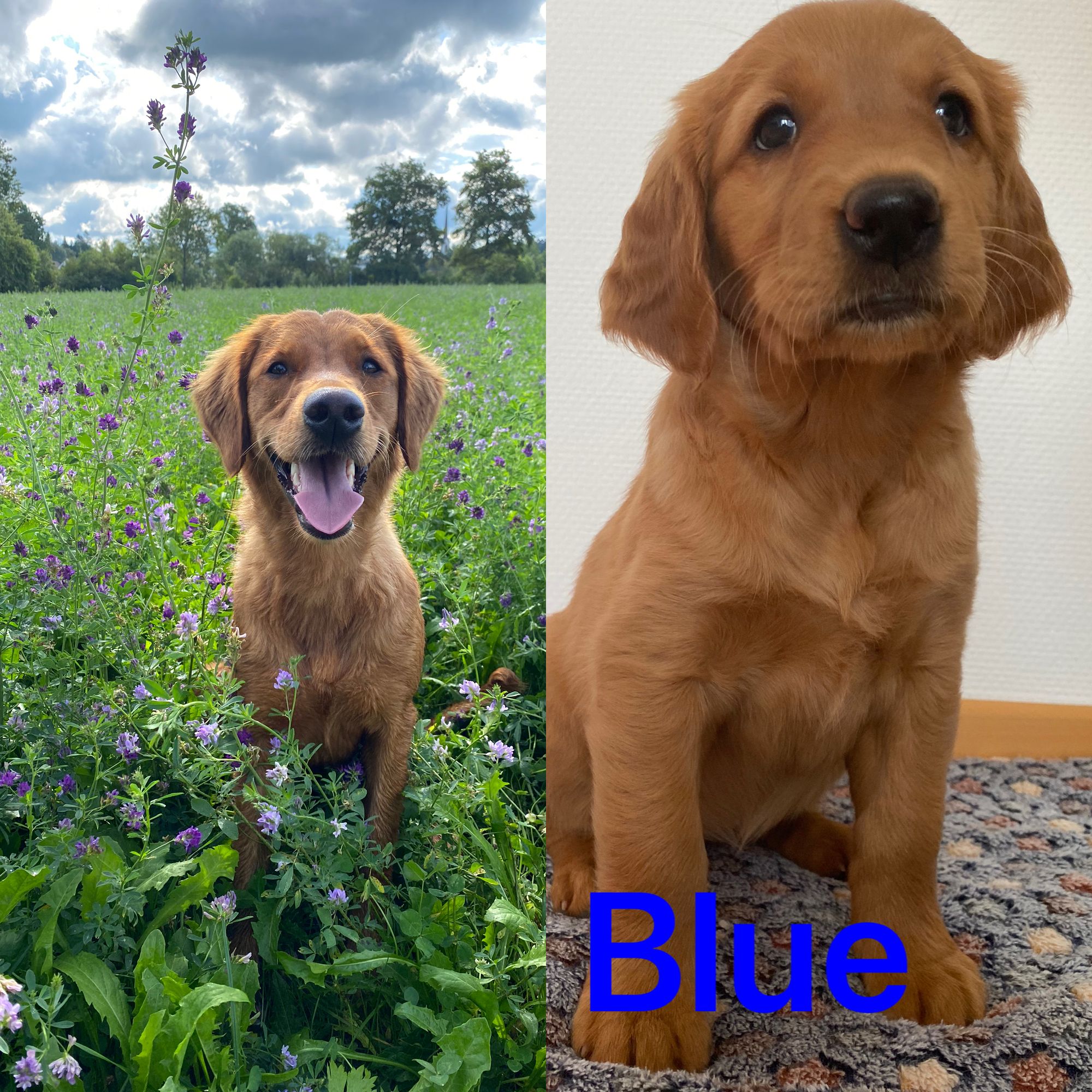Phinegean Kind Blue 1 Jahr alt
