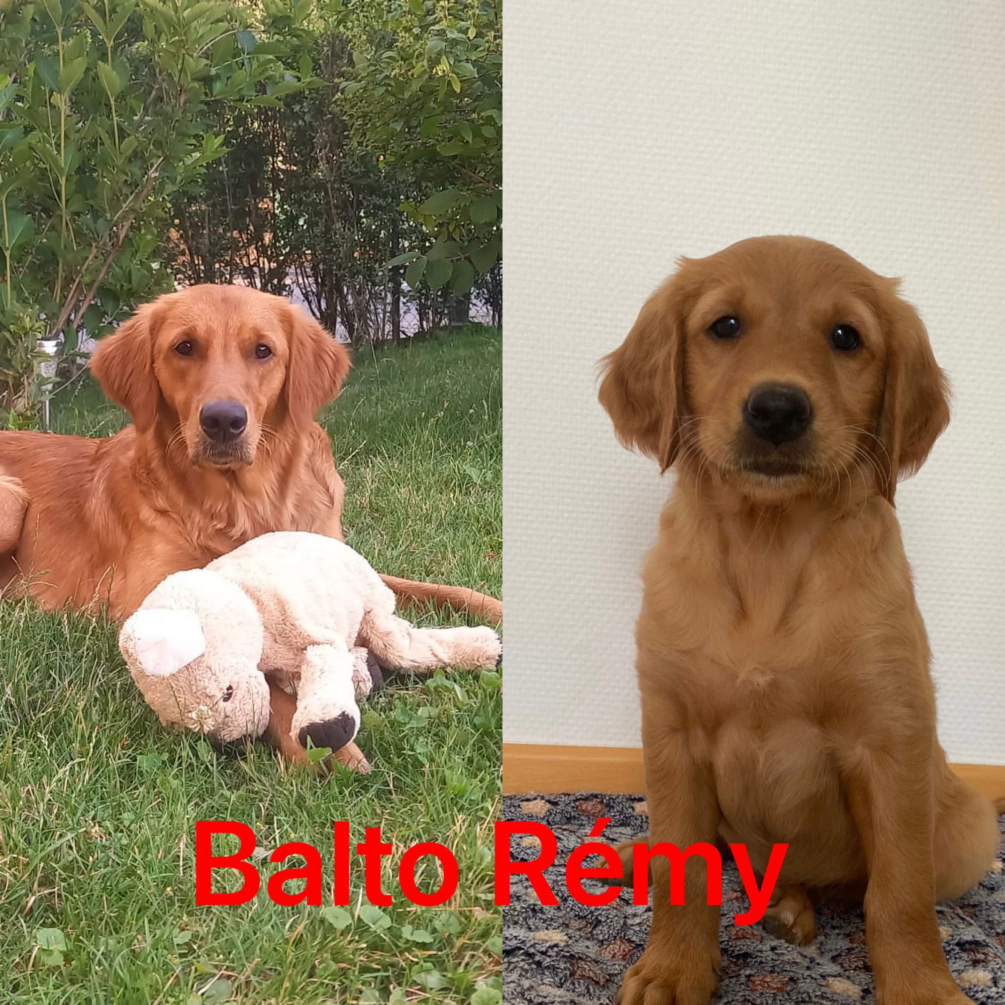 Phinegean Kind Balto Remy 1 Jahr alt