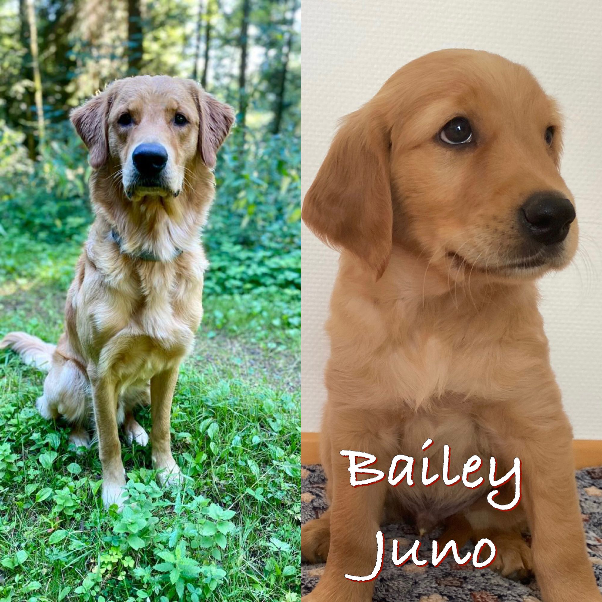 Phinegean Kind Bailey Juno 1 Jahr alt