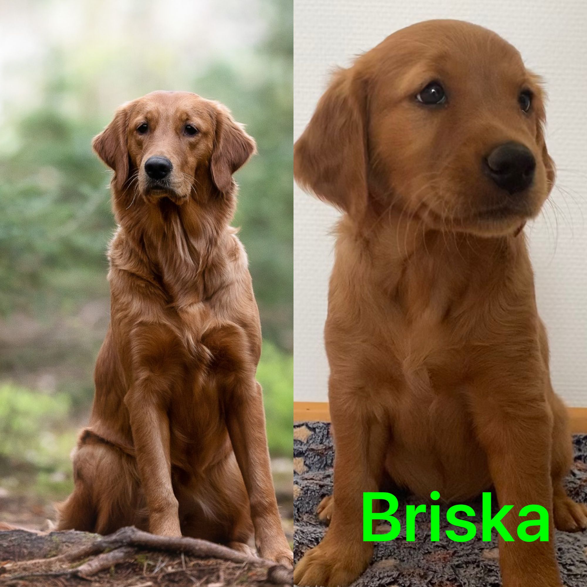 Phinegean Kind Briska 1 Jahr alt