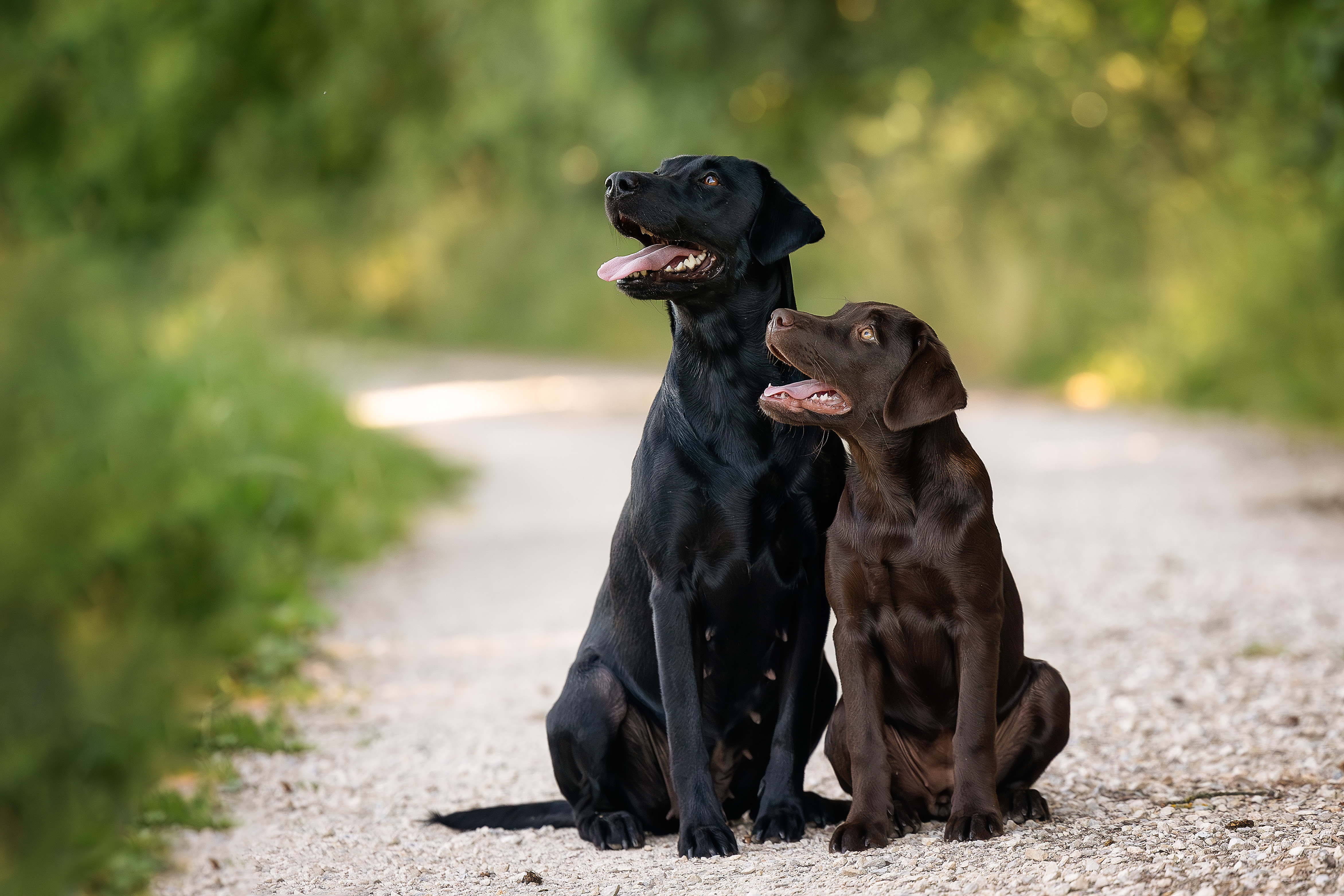 Flying Huntsman Brösel mit Mutter Ulvy am 25. Juni 2023