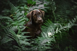 Flying Huntsman Brösel am 25. Juni 2023