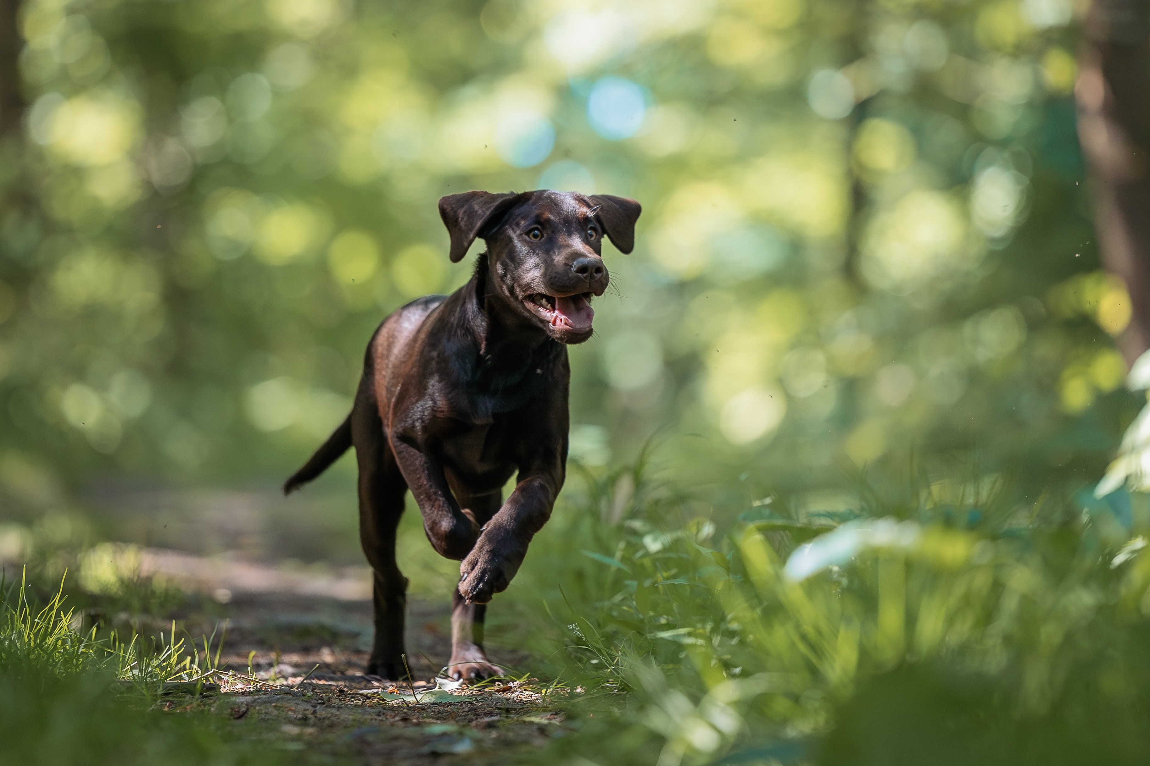 Flying Huntsman Brösel am 25. Juni 2023
