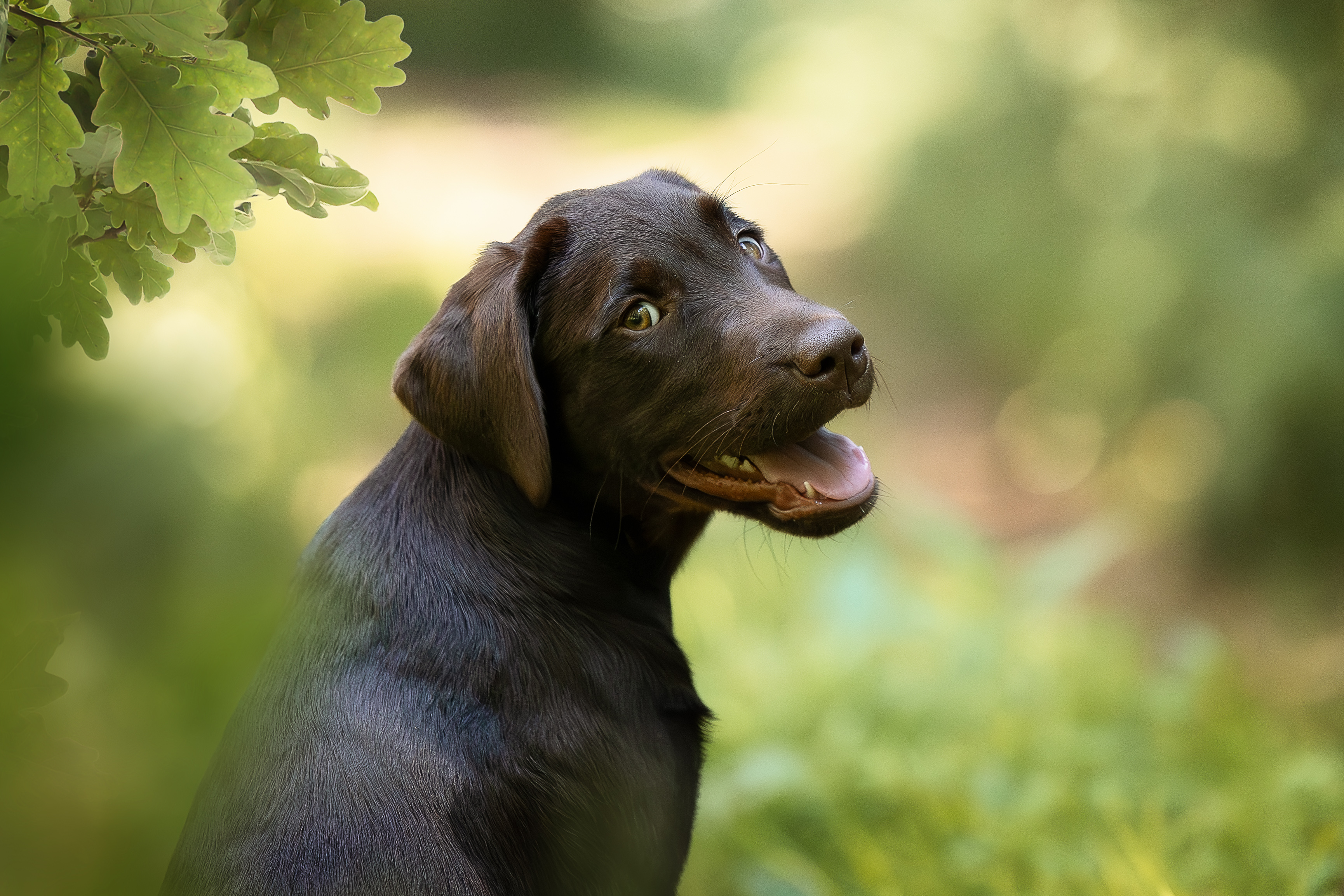 Flying Huntsman Brösel am 25. Juni 2023