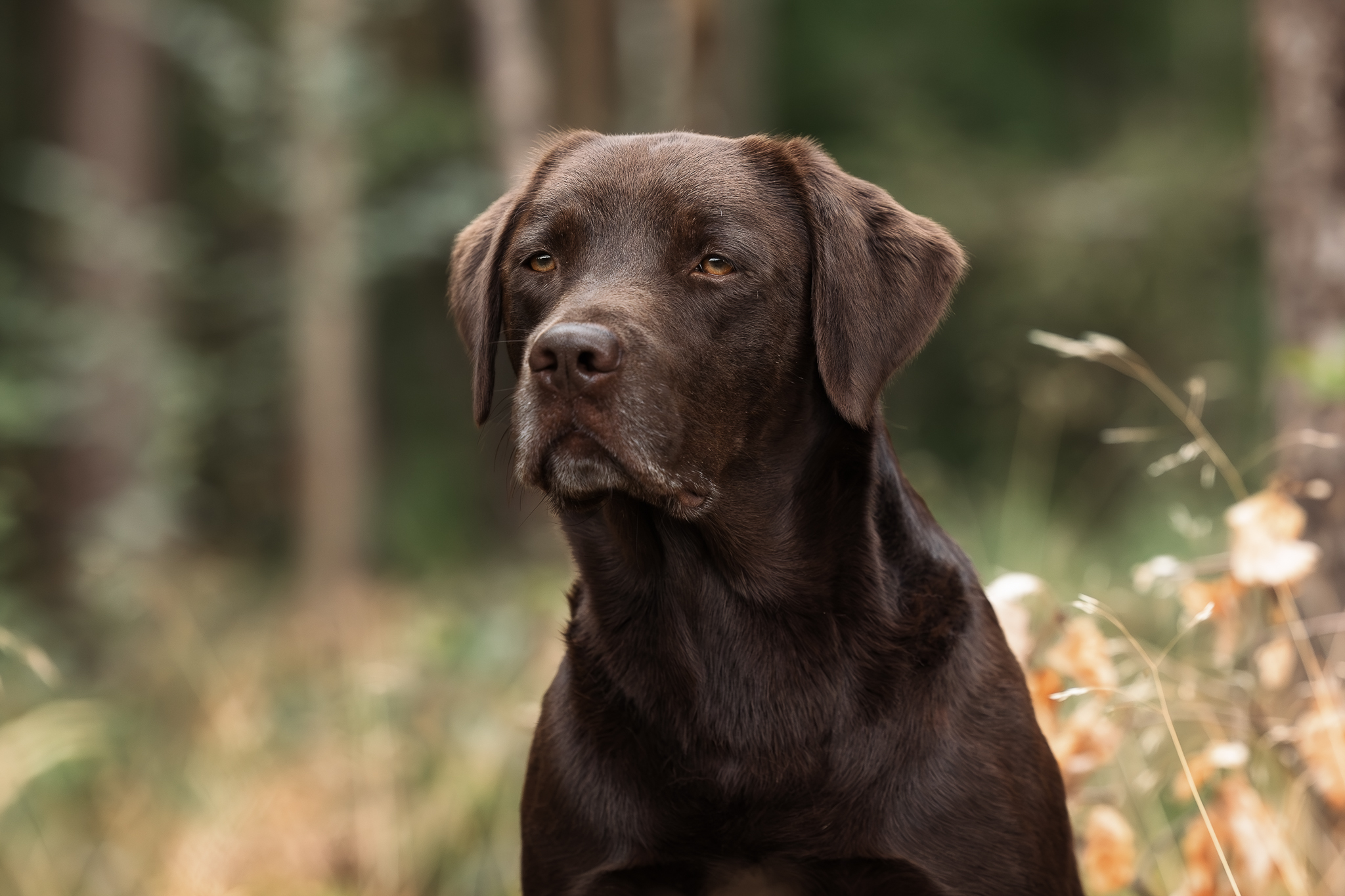 August vom Ebrachtal (Gustl) im Juli 2023