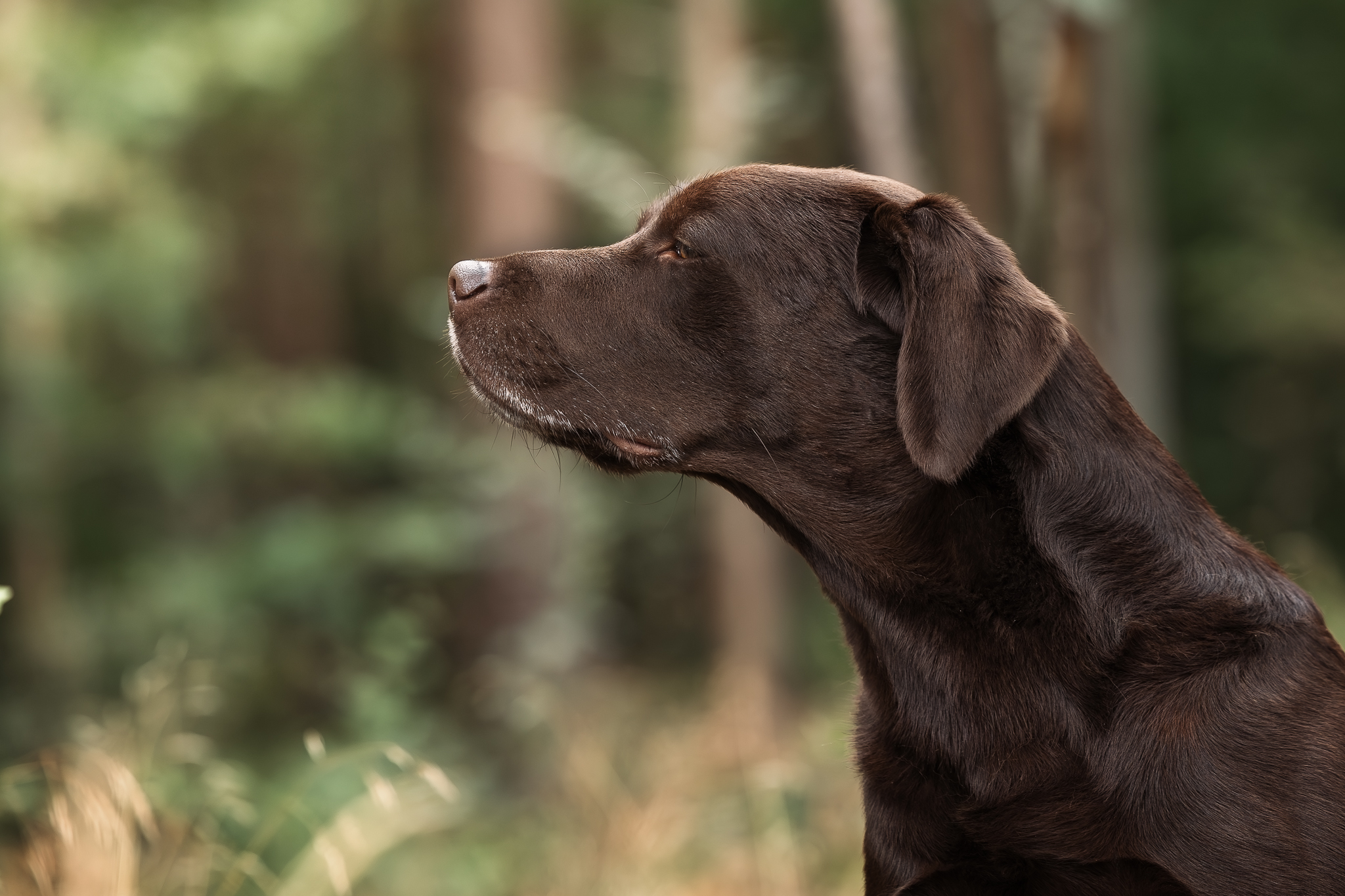 August vom Ebrachtal (Gustl) im Juli 2023