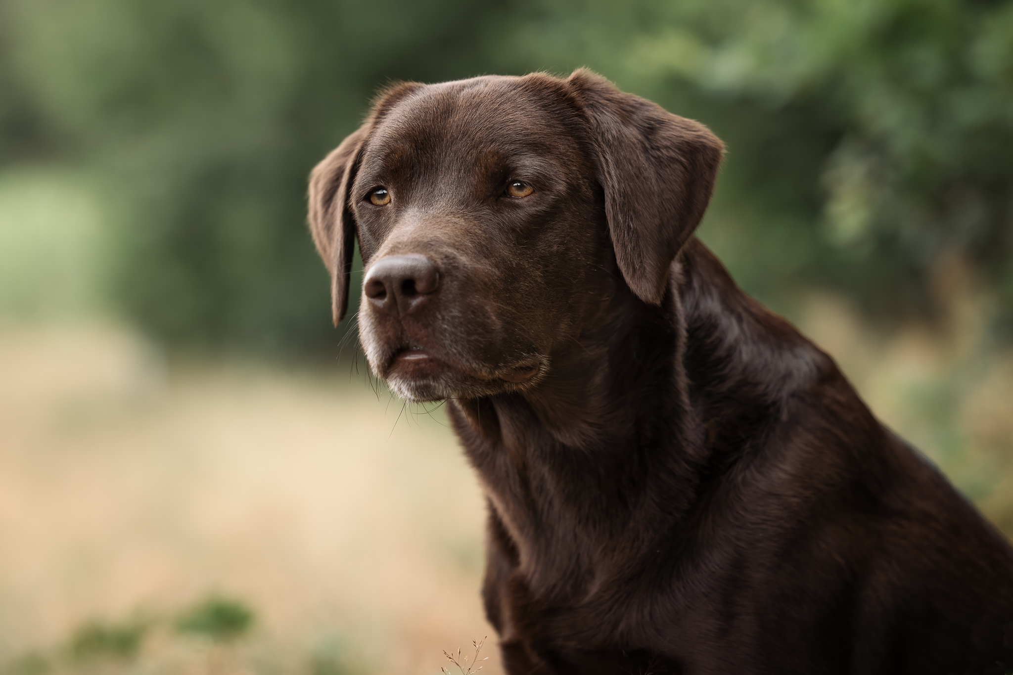 August vom Ebrachtal (Gustl) im Juli 2023