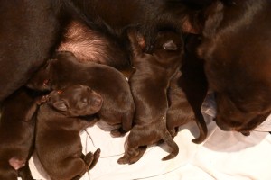 Pipa und ihre Welpen