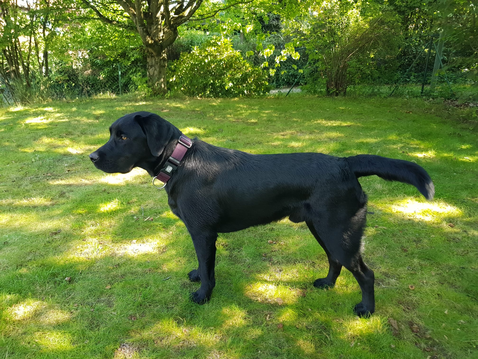 Flying Huntsman Arthos besteht die volle jagdliche Brauchbarkeit Bayern mit Übernacht Schweiß