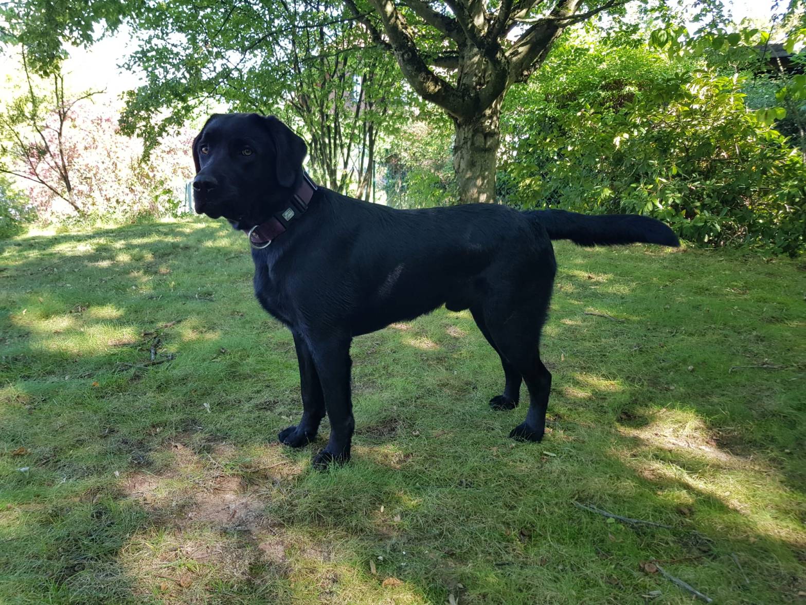 Flying Huntsman Arthos besteht die volle jagdliche Brauchbarkeit Bayern mit Übernacht Schweiß