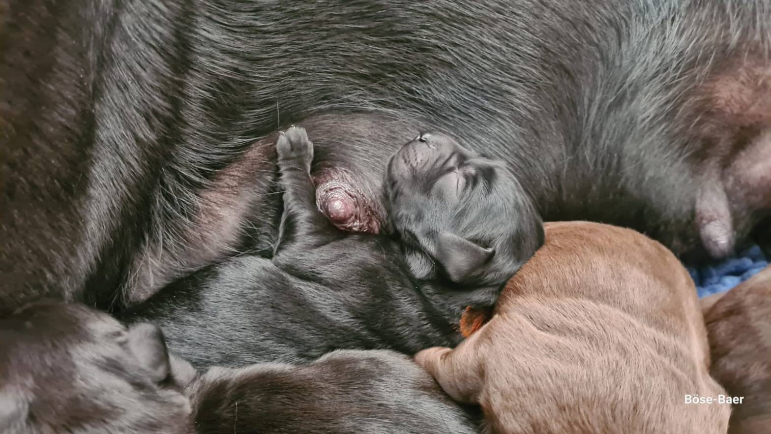 Flying Huntsman Labrador D-Wurf