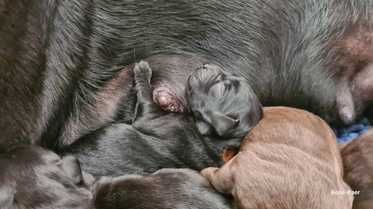 Flying Huntsman Labrador D-Wurf