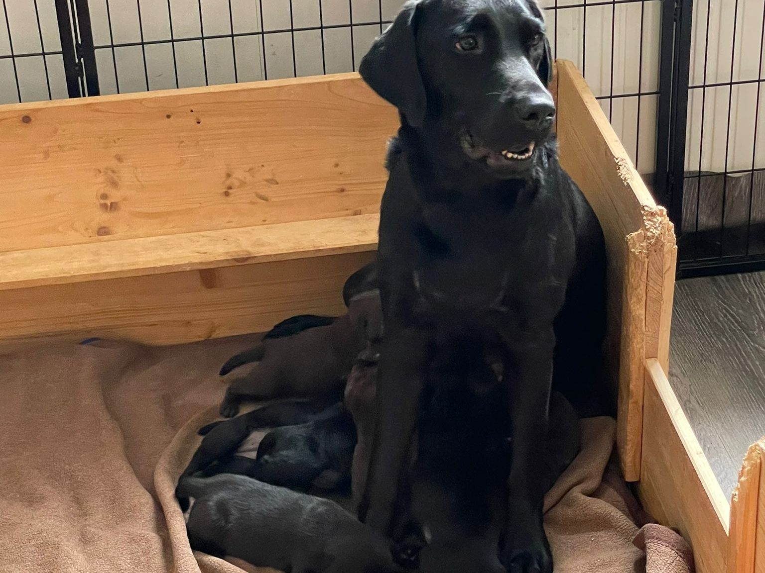 Meine D-chen mit zwei Wochen - sie wachsen und gedeihen prächtig