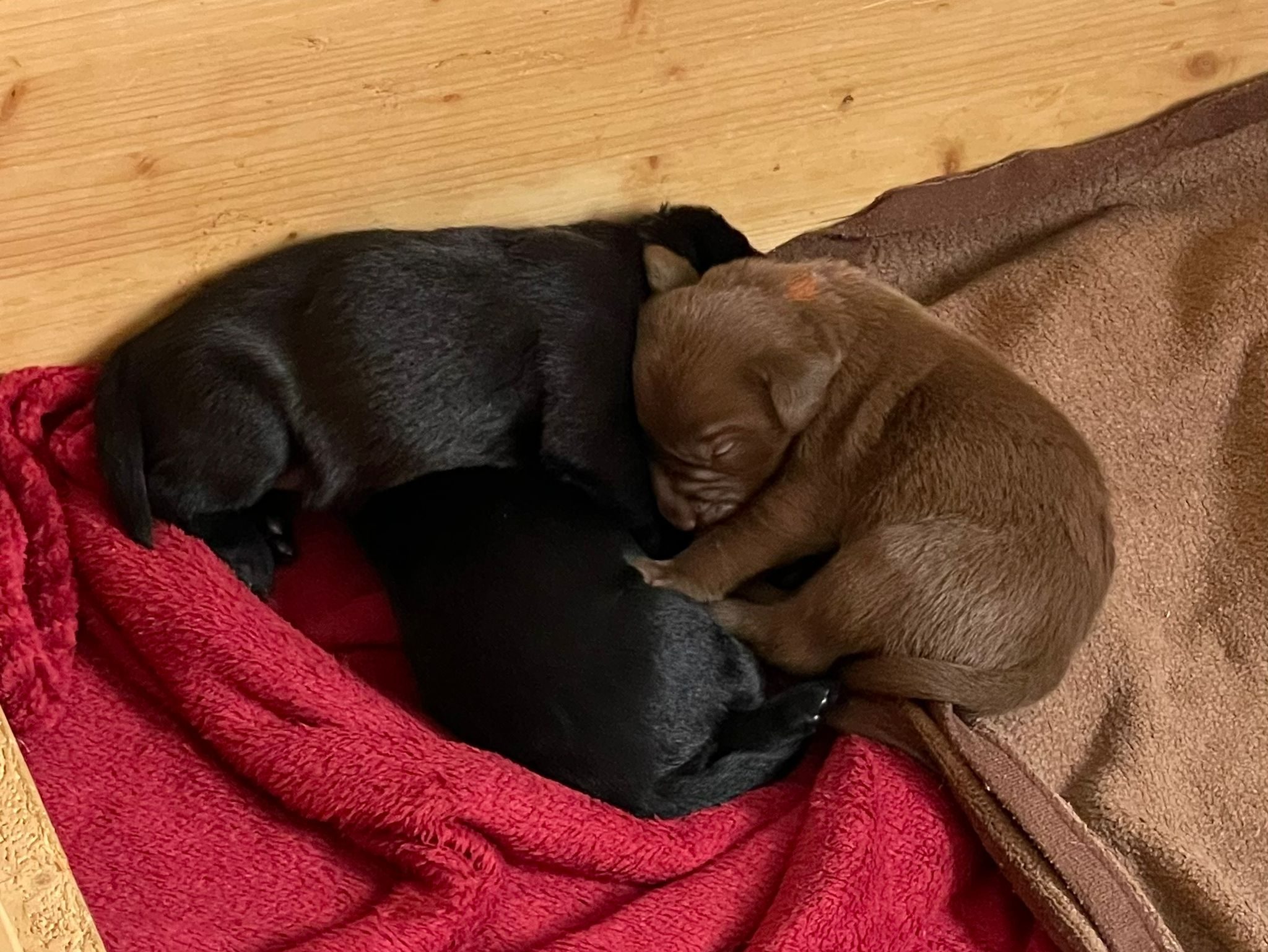 Meine D-chen mit zwei Wochen - sie wachsen und gedeihen prächtig