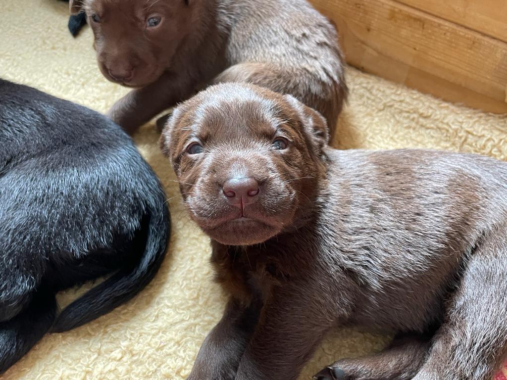 Flying Huntsman Labrador D-Wurf