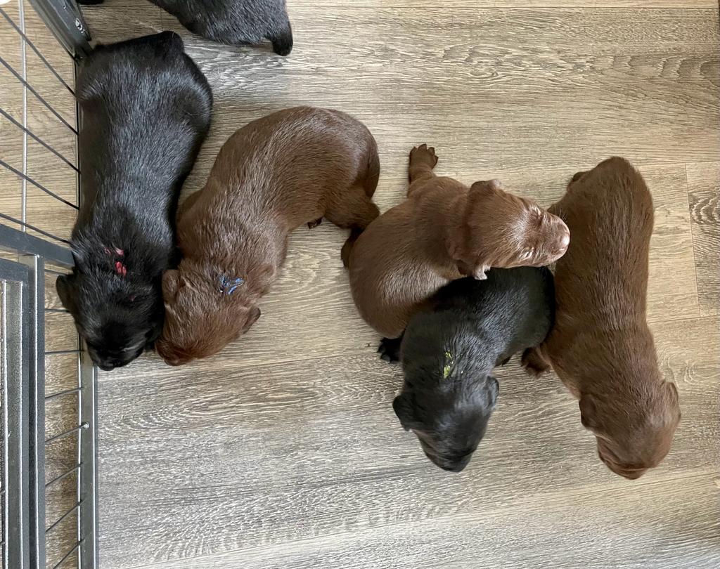 Flying Huntsman Labrador D-Wurf