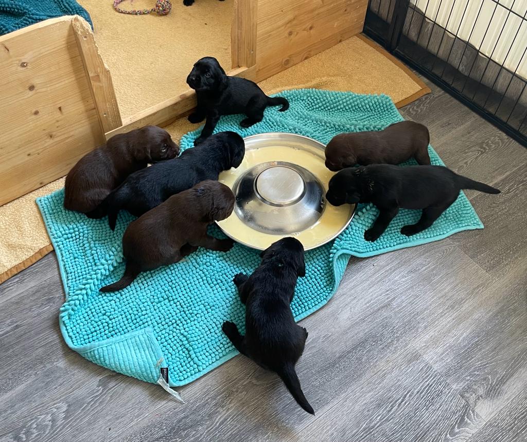 Flying Huntsman Labrador D-Wurf