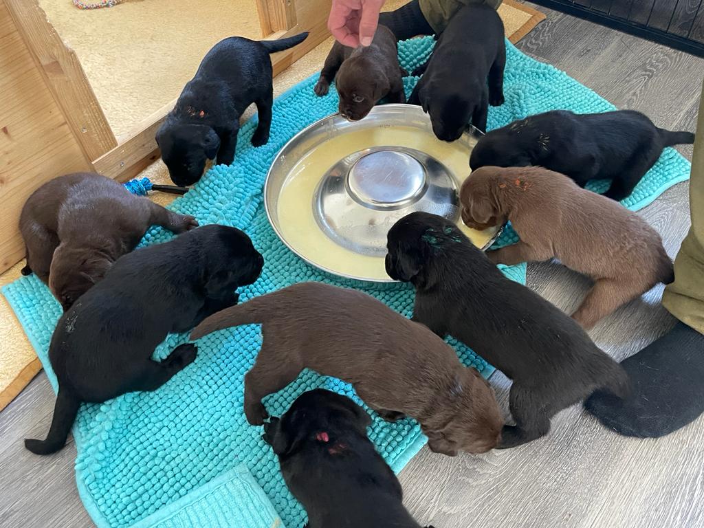 Flying Huntsman Labrador D-Wurf