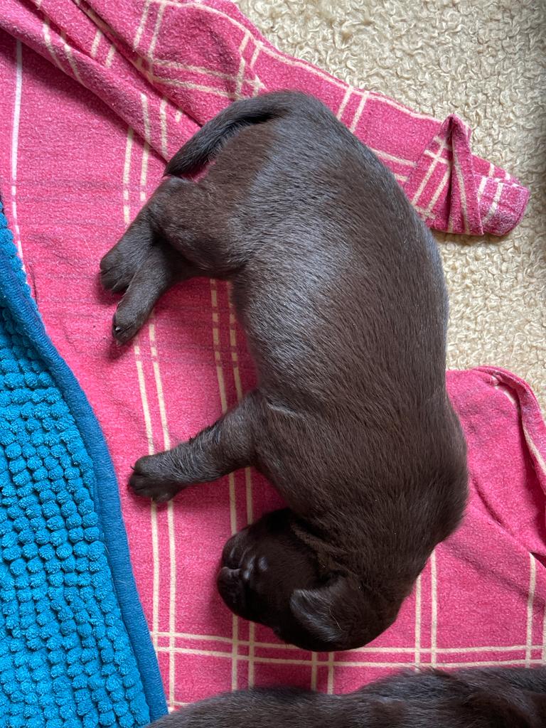 Flying Huntsman Labrador D-Wurf