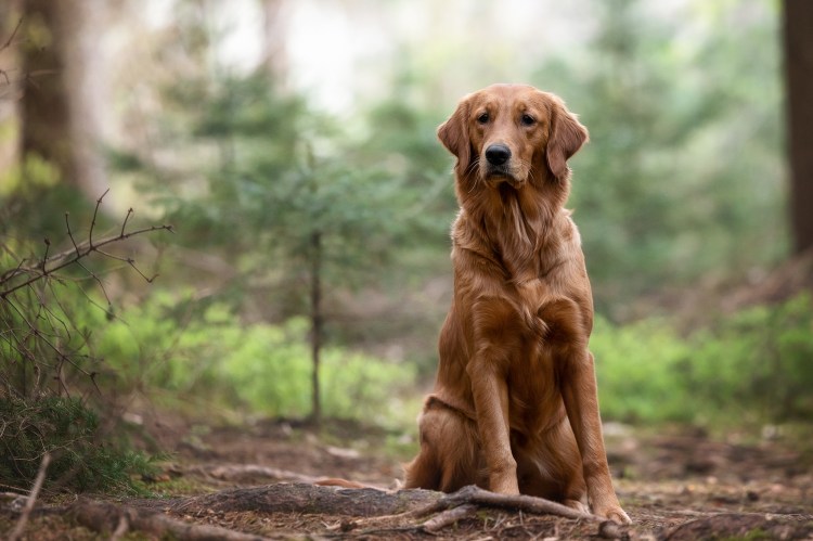 Lucky Golden Star Briska im April 2023