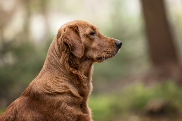 Lucky Golden Star Briska im April 2023