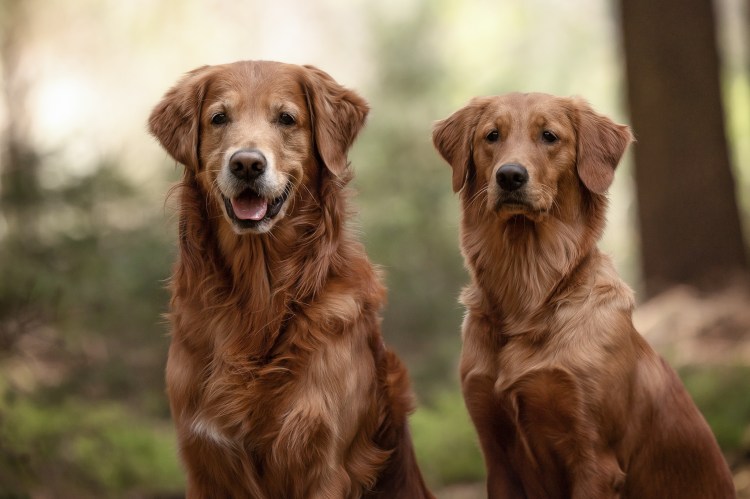 Phinegean und Tochter Lucky Golden Star Briska im April 2023