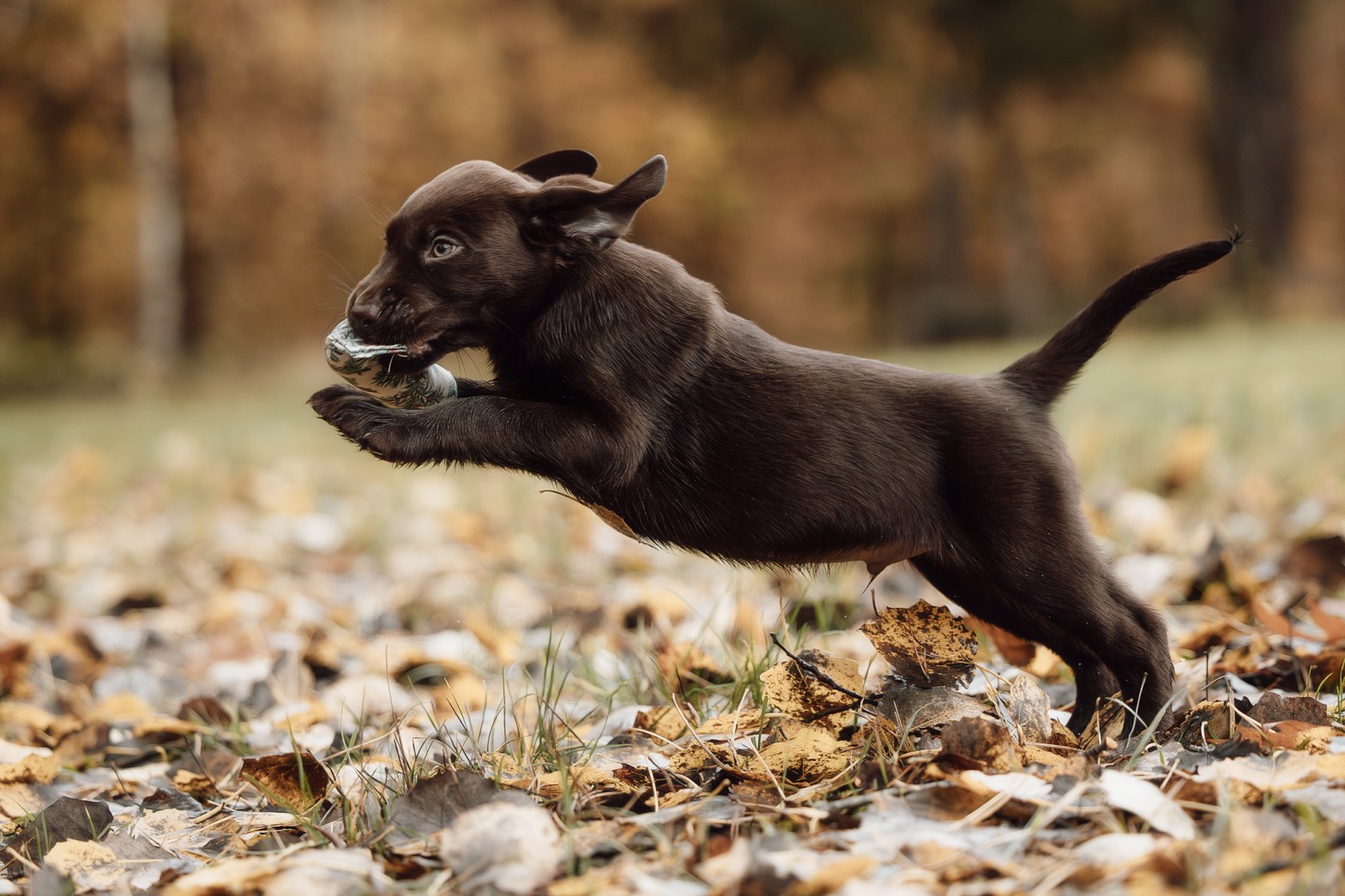 Alle Welpen aus unserem D-Wurf haben ihr Zuhause gefunden