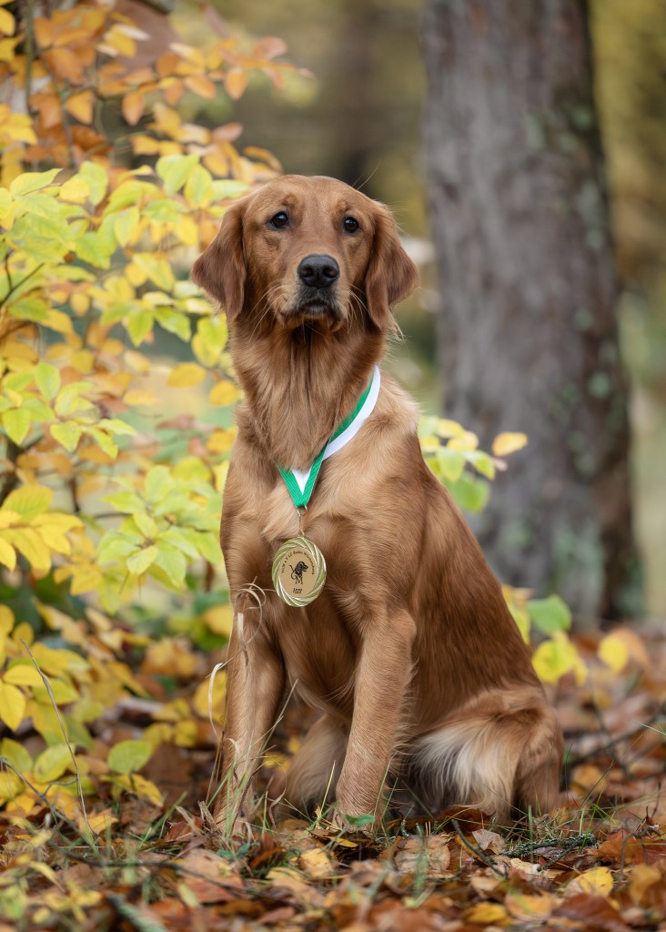 Phinegean Tochter Lucky Golden Star Briska im November 2023